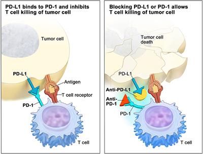 Frontiers | Review Of PD-1/PD-L1 Inhibitors In Metastatic DMMR/MSI-H ...